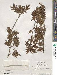 Syringa pinnatifolia image