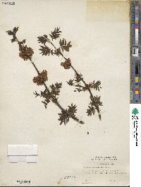 Syringa pinnatifolia image