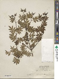 Syringa pinnatifolia image