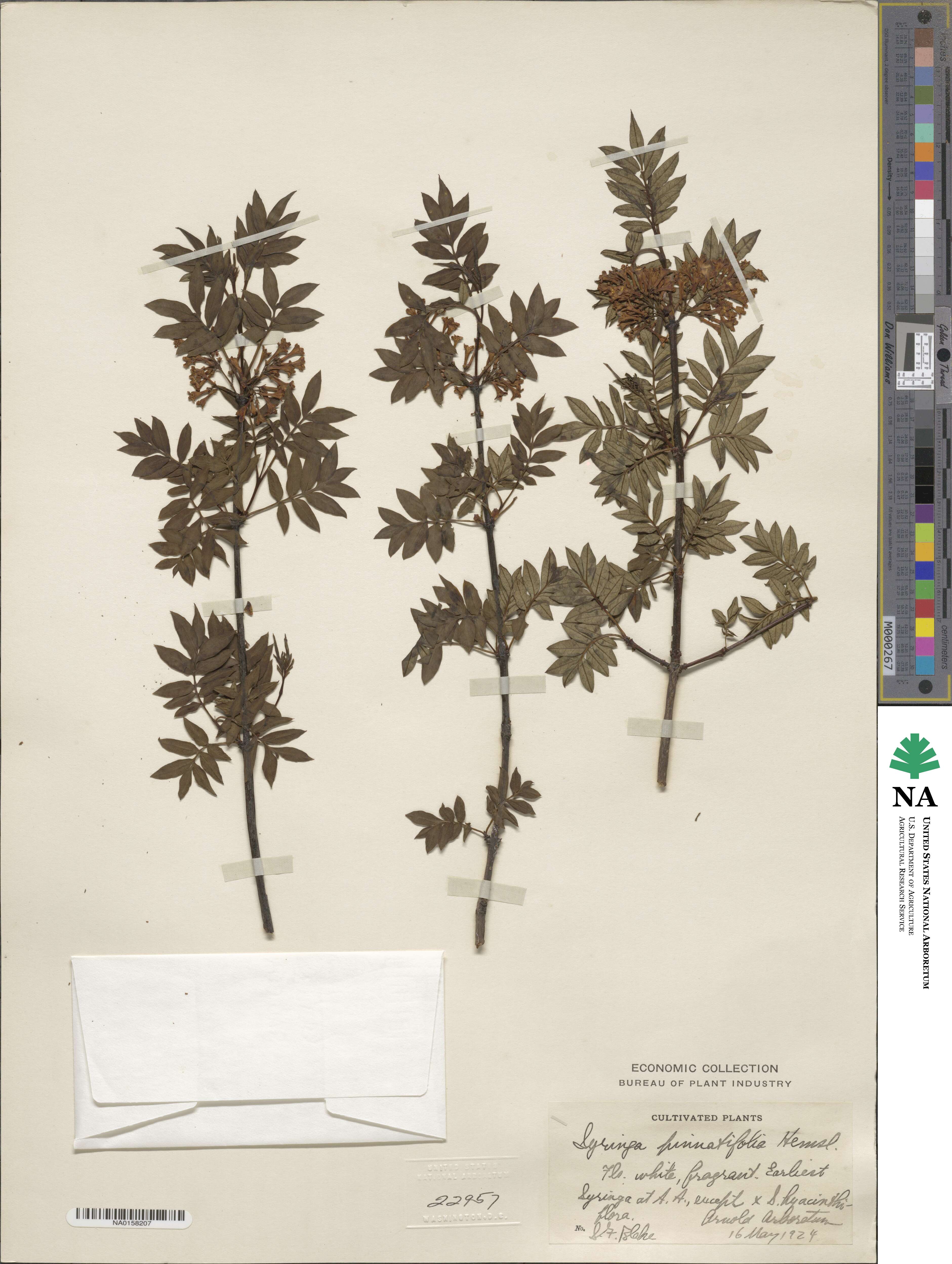 Syringa pinnatifolia image