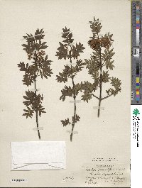 Syringa pinnatifolia image