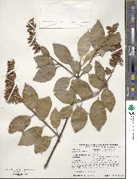 Syringa komarowii image