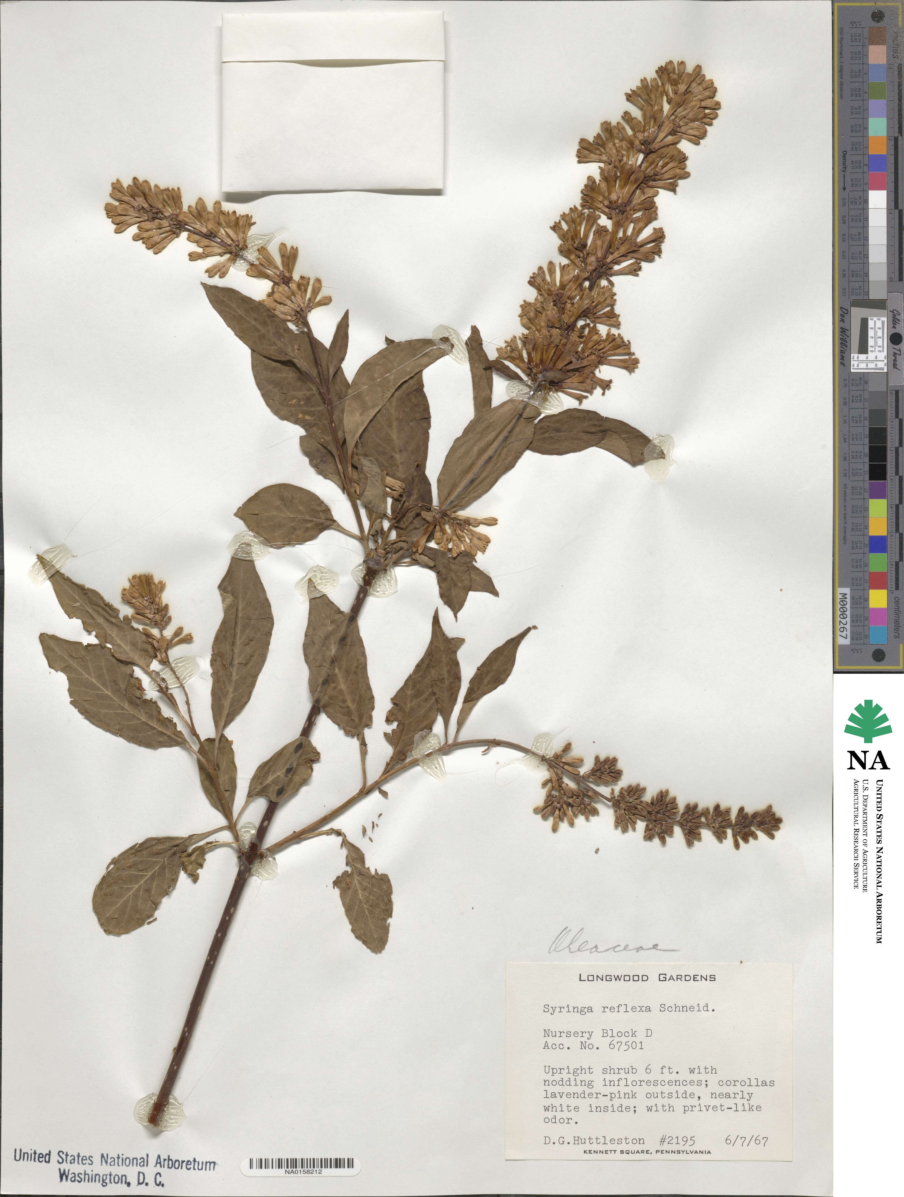 Syringa komarowii image