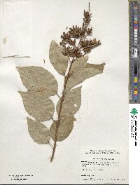 Syringa komarowii image