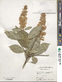 Syringa komarowii image