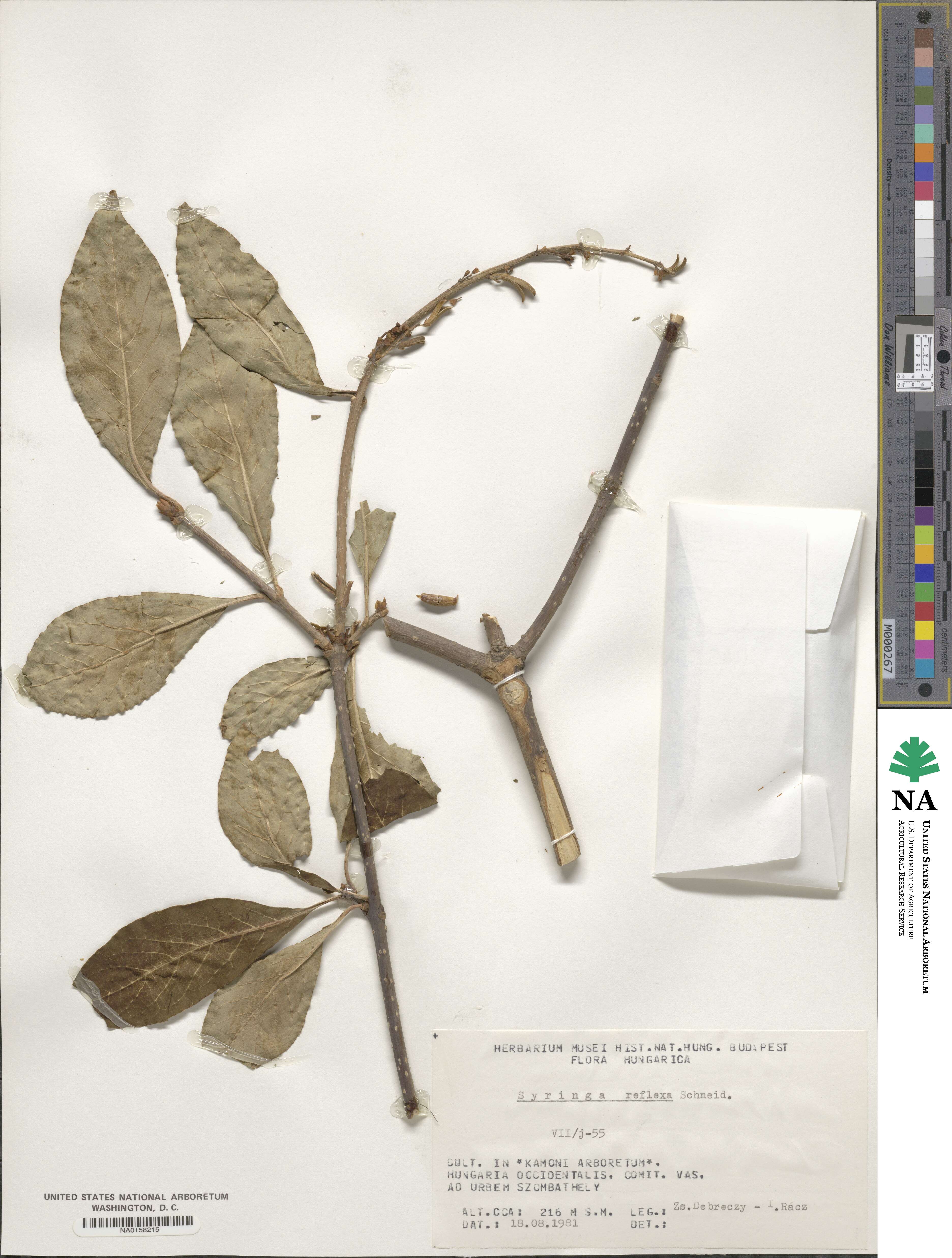 Syringa komarowii image