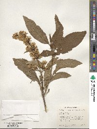 Syringa komarowii image