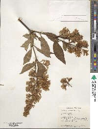 Syringa komarowii image