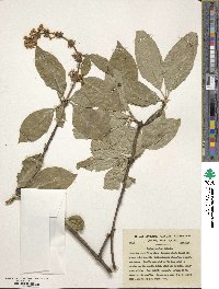 Syringa komarowii image