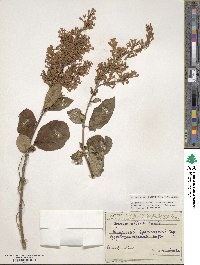 Syringa komarowii image