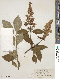 Syringa komarowii image