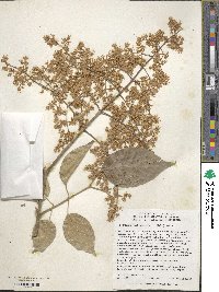 Syringa reticulata image