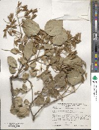 Syringa reticulata image