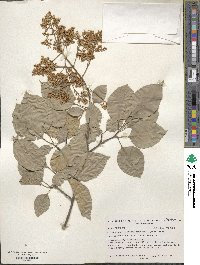 Syringa reticulata image