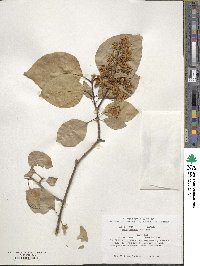 Syringa reticulata image