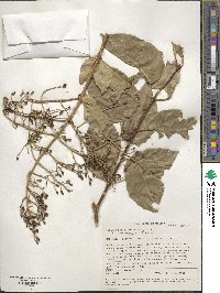 Syringa reticulata image