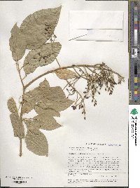 Syringa reticulata image