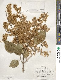 Syringa reticulata image