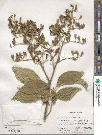 Syringa reticulata image