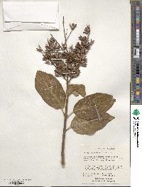 Syringa reticulata image