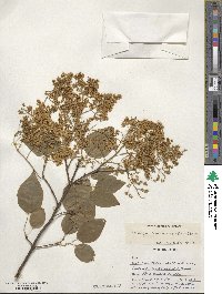 Syringa reticulata image