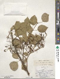 Syringa reticulata image