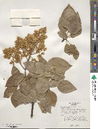 Syringa reticulata image