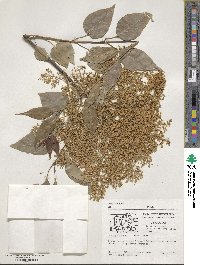 Syringa reticulata image