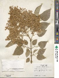 Syringa reticulata image