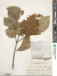 Syringa reticulata image