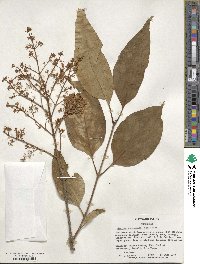 Syringa reticulata image