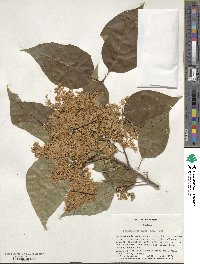 Syringa reticulata image