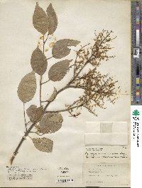 Syringa reticulata image