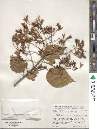 Syringa reticulata image