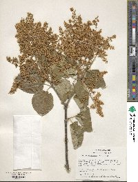 Syringa reticulata image