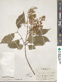 Syringa reticulata image