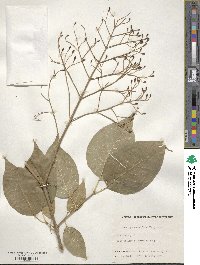 Syringa reticulata image