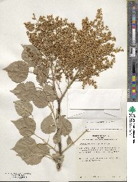 Syringa reticulata image