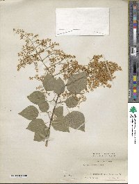 Syringa reticulata image