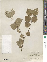 Syringa reticulata image