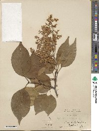 Syringa reticulata image