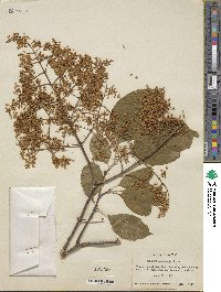 Syringa reticulata image