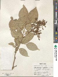 Syringa reticulata subsp. amurensis image