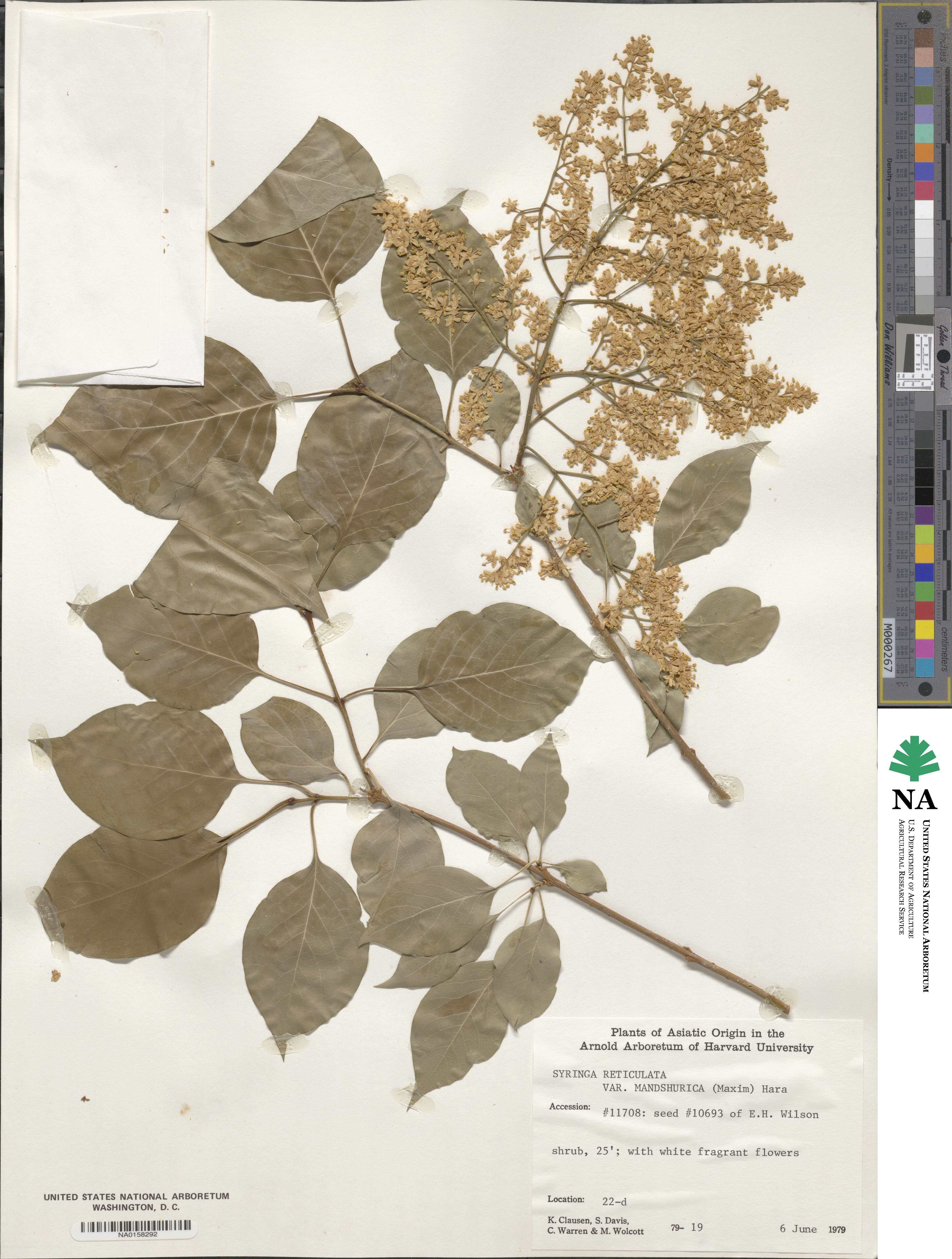 Syringa reticulata subsp. amurensis image