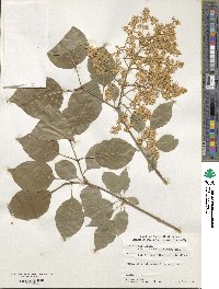 Syringa reticulata subsp. amurensis image