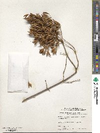 Syringa reticulata subsp. amurensis image