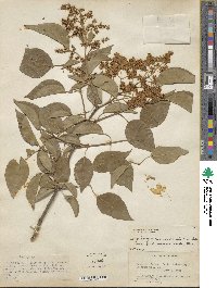 Syringa reticulata subsp. pekinensis image