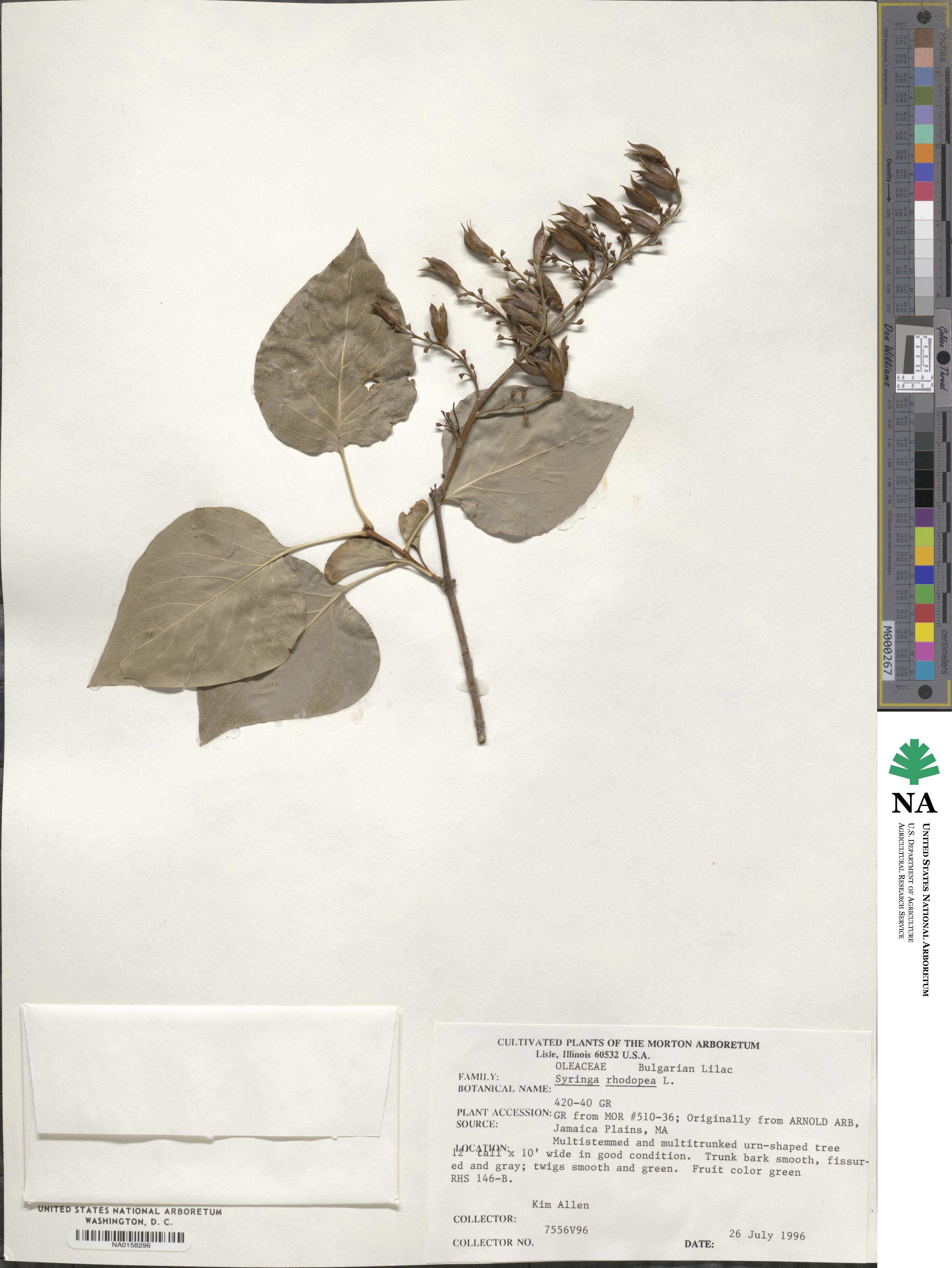 Syringa vulgaris image