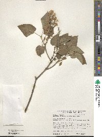 Syringa vulgaris image