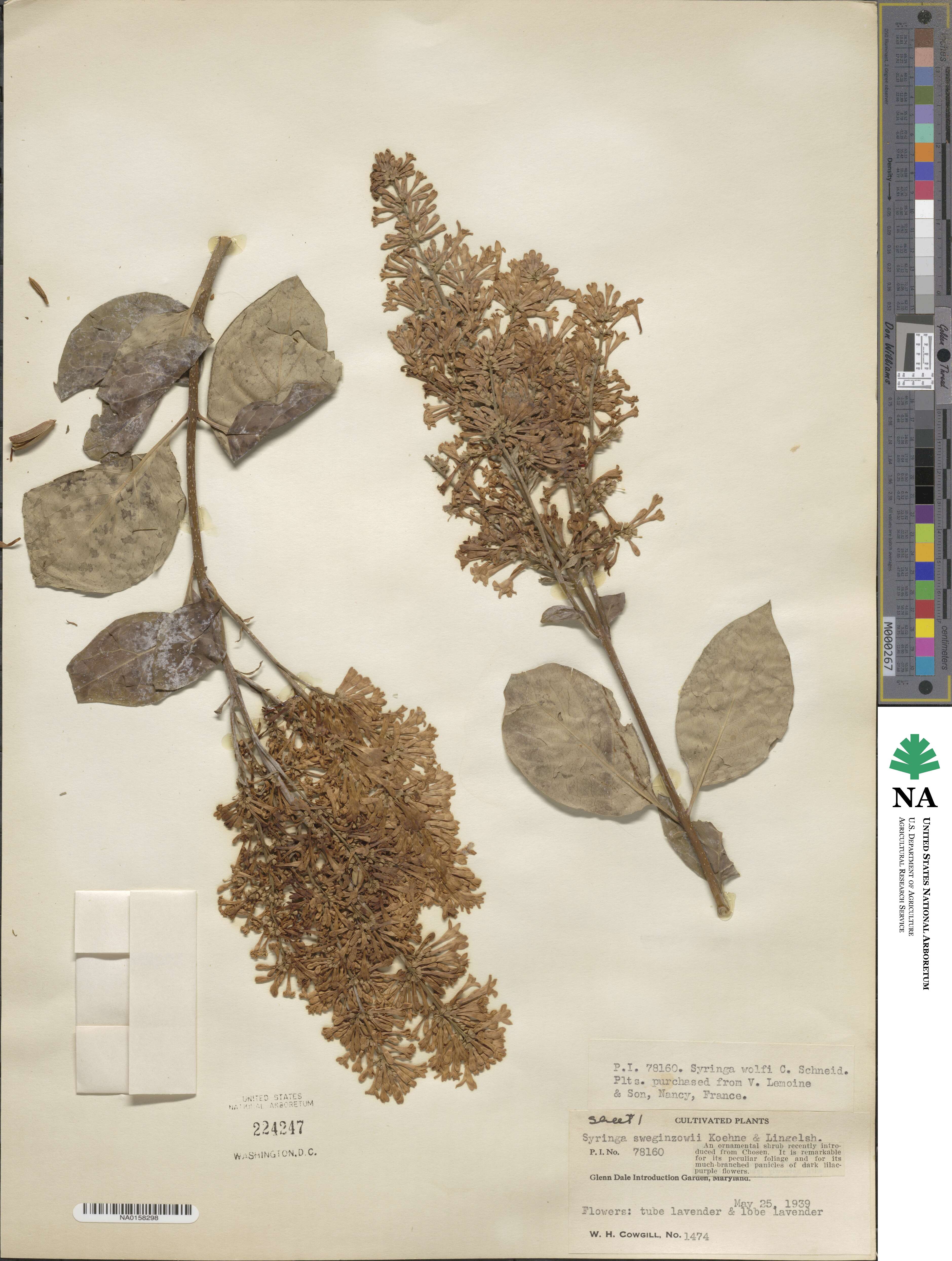 Syringa tomentella subsp. sweginzowii image
